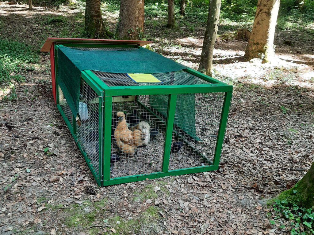 Seidenhuhn