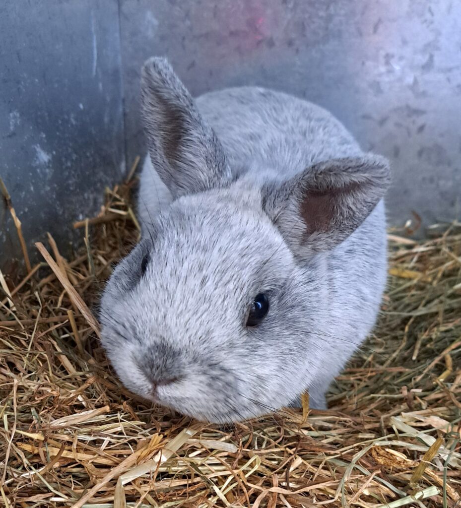 Farben Zw.-Silber-Hell