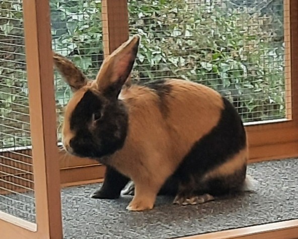 Mister Solothurn Rammler